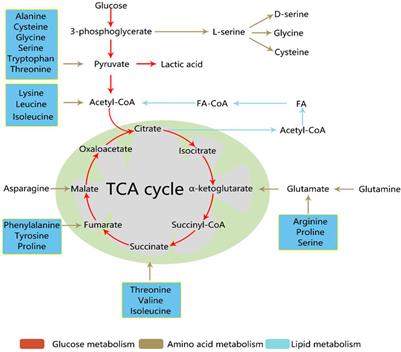 Recent Metabolomics Analysis in Tumor Metabolism Reprogramming